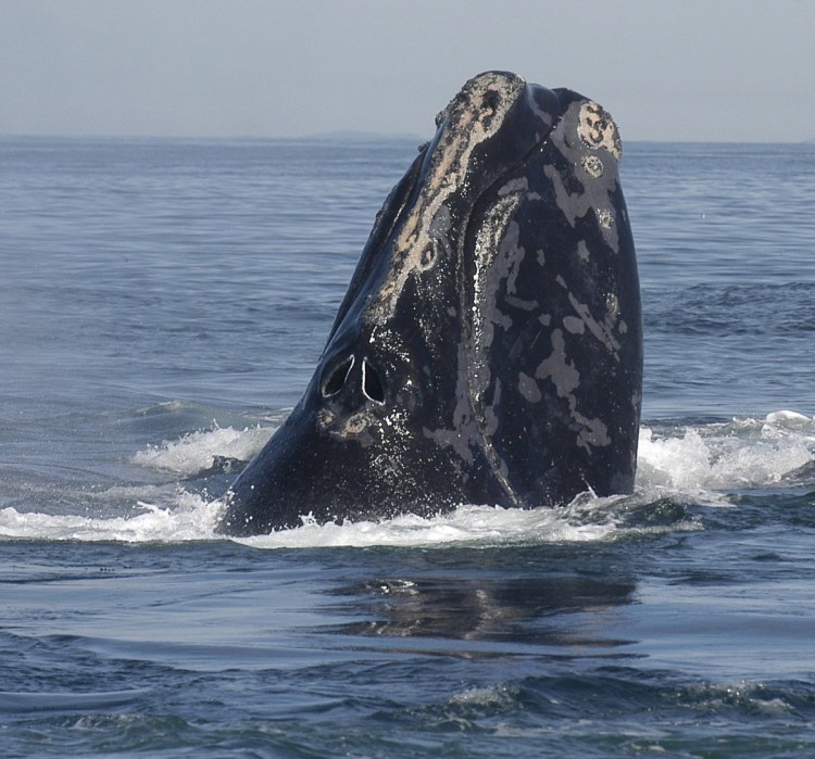 Twelve right whale deaths were reported in Canada last year, including several entangled in snow crab fishing gear. None of the five U.S. mortalities in 2017 could be traced back to fishing gear. One whale was struck by a ship, and the other four died of unknown causes.