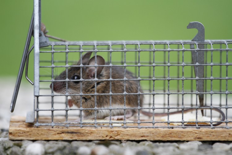 Some farmers prefer nonlethal traps to traps that kill.