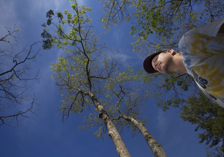 Bruce Maasbyll of Yarmouth looks out across his property, where many of his 60-foot oak trees have been damaged by browntail moths. "They munched them bare from top to bottom in a couple weeks," he said. Town employees have put up signs and roped off some areas to protect residents from airborne hairs that can cause a rash, but Maasbyll says that's not enough. 