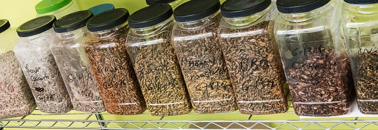 Containers of processed crickets on a shelf are ready for packaging at Entosense LLC's new offices in Lewiston's Hill Mill.