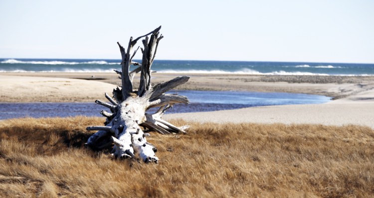 Could climate change affect lobsters' reproduction? That's a question being studied by staff of the Wells National Estuary Research Reserve.