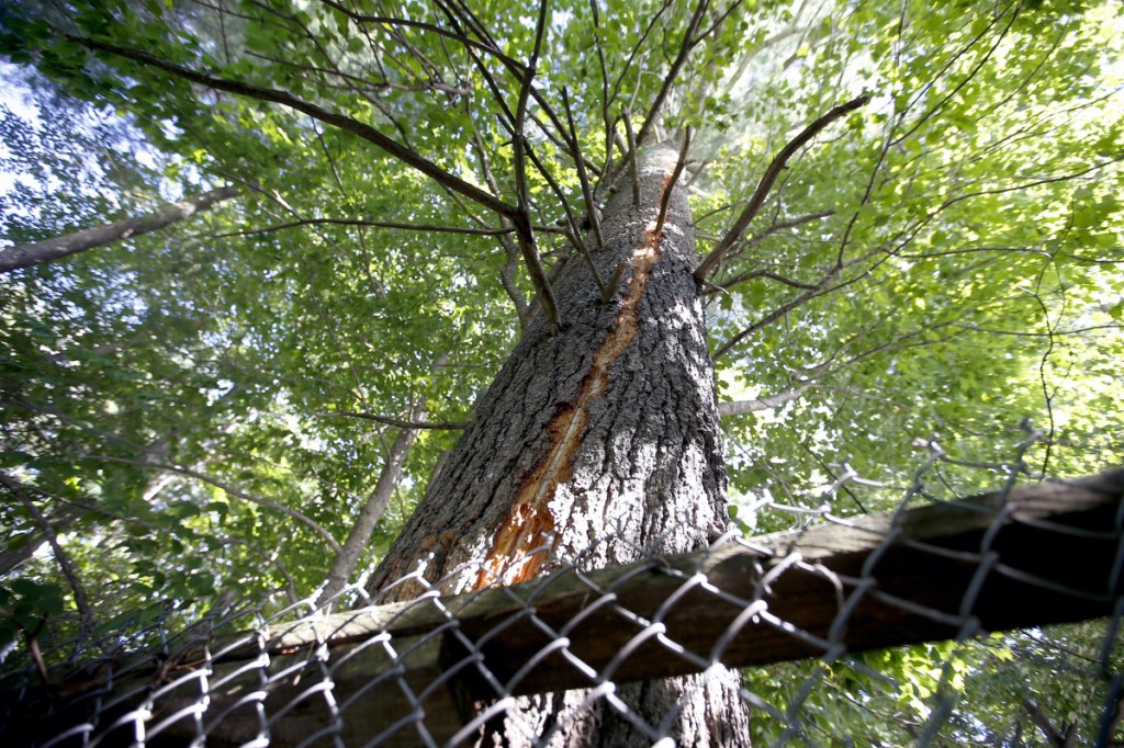 The bark of a coniferous tree at Smiling Hill Farm shows scarring from a lightning strike.