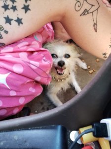 A dog rescued from a hot car Sunday afternoon enjoyed some water and treats in Christal Smith's car before being taken to the Greater Androscoggin Humane Society. 