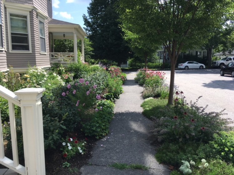 Looking down Amherst toward Norwood in the Deering neighborhood. The city helped with loam and street trees, Carolyn Bell says.