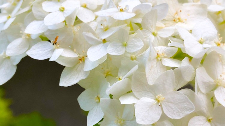 Hydrangea arborescens "Annabelle,' while a sterile cultivar not broadly useful to pollinators, does serve as a host for native caterpillars.