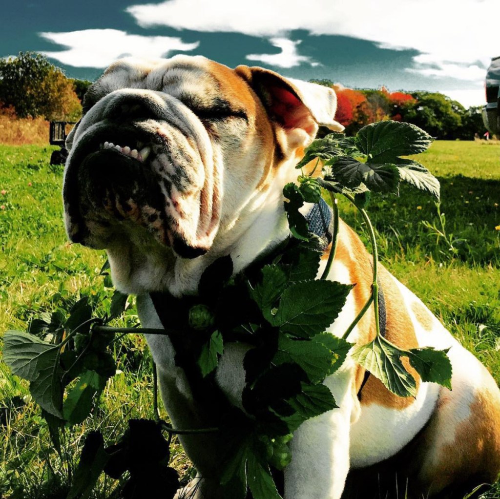 The name of the new Lucky Dog venture in Kennebunk-Kennebunkport was inspired by Matt Dyer's bulldog, Rigby.