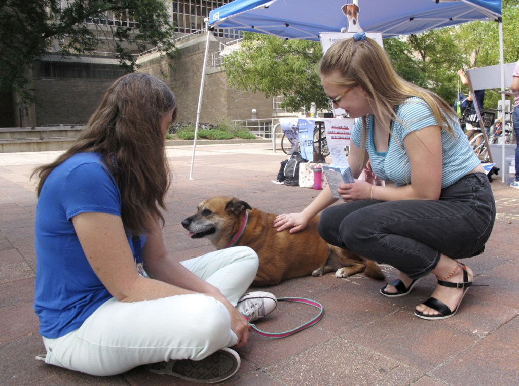 University of Wisconsin junior Grace Austin, right, visits Maggie, a therapy dog, at a voter registration event in Madison, Wis. Austin wound up registering to vote. "If we all vote, we can make a change," she said.