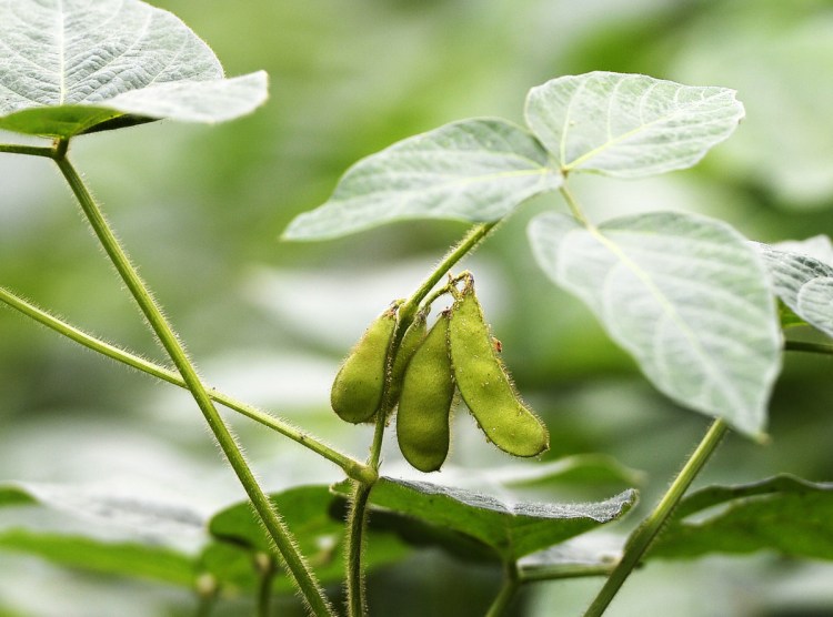 Edamame growing at Replenova Farm in Cumberland.