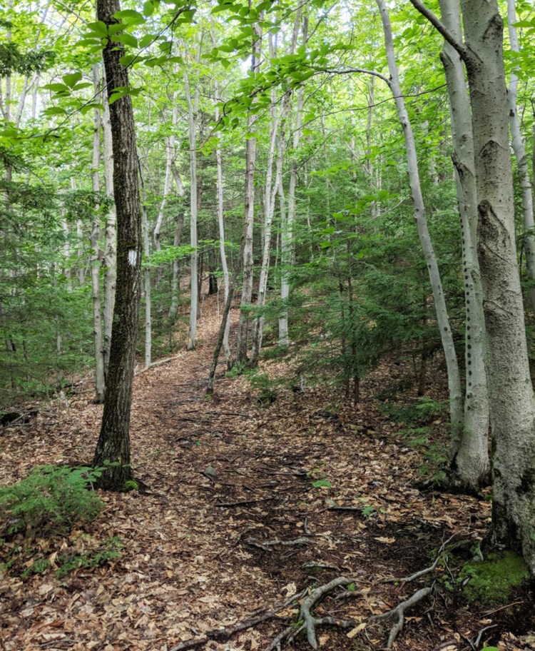 Bauneg Bog Mountain, the tallest peak in the Berwick region, is a great place for an hour or two of hiking, with views of the sea on a clear day.