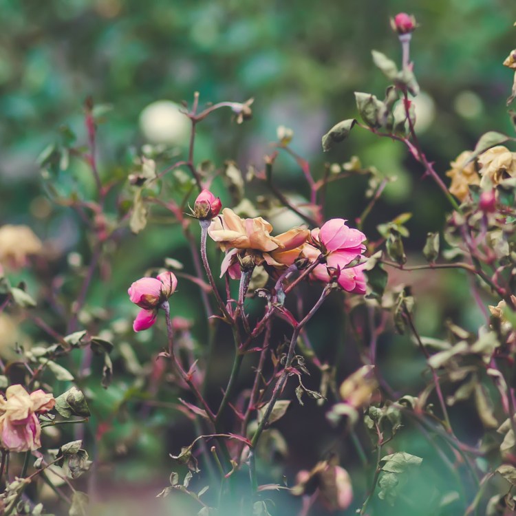 Some gardeners likes to see plants standing in the fall for visual interest and a different sort of beauty.