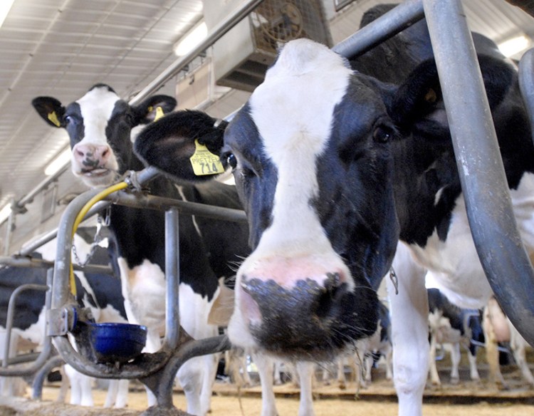 Cows wait to be milked at Pineland Farms in New Gloucester in 2009.