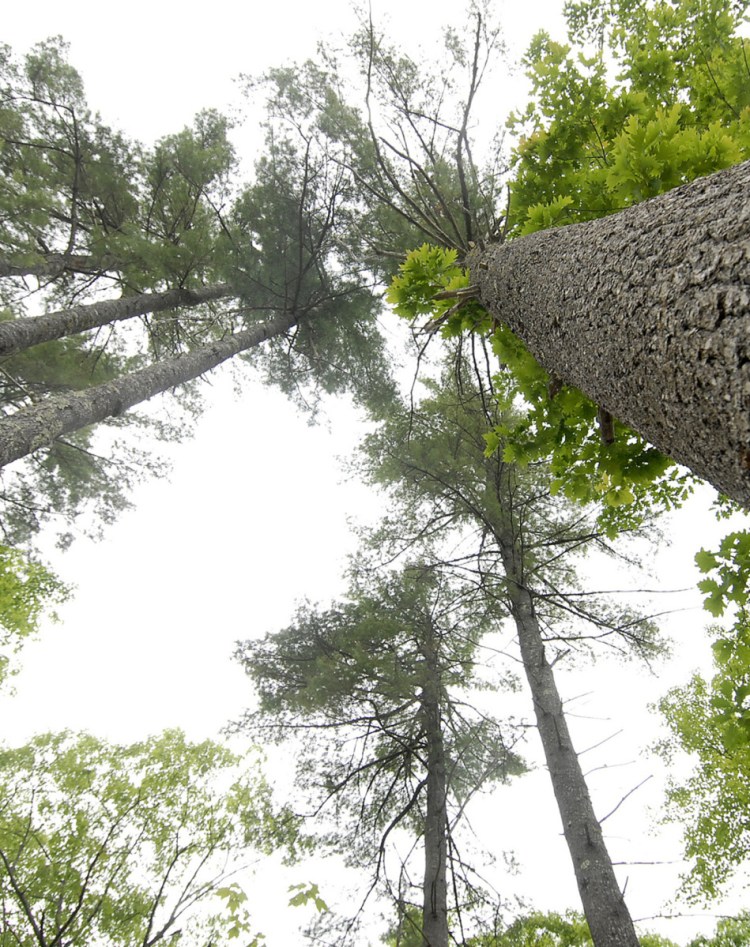 A new report makes clear Maine has abundant forestry resources and needs just one more thing to bring all the pieces together: leadership.