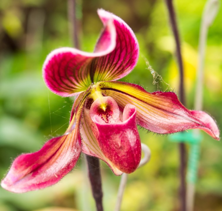 Lady slipper orchid