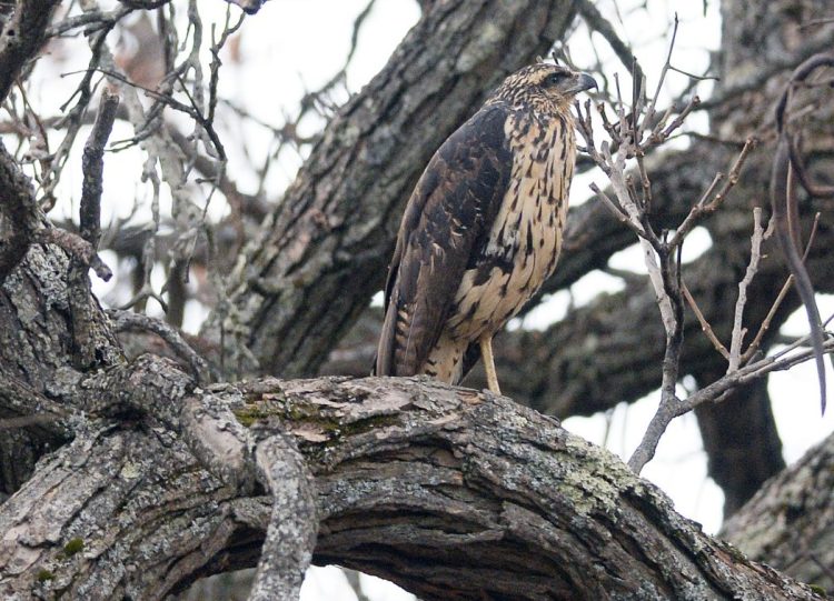 A great black hawk perches in Portland on Thursday. The bird, a native of Central and South America, appears to be sticking around since it was first sighted in Biddeford in August.