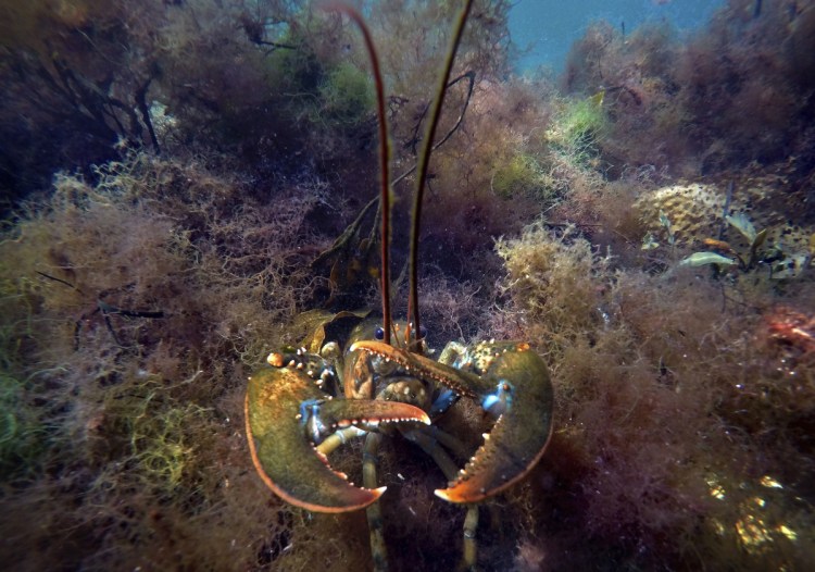 Trade hostility from across the ocean was supposed to take a snip out of the U.S. lobster business, but the industry is getting help from Canada with its heavy demand for American lobster.