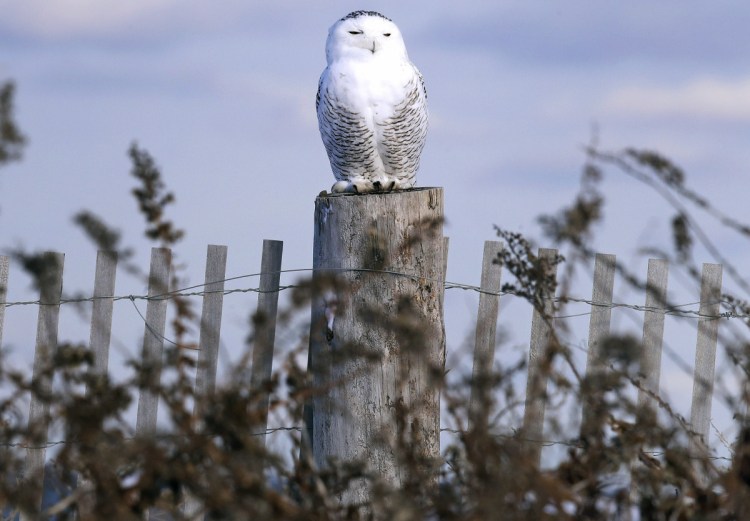 The days of blending in and flying under the radar are over for snowy owls. Technology now allows anyone to see just where a tagged owl is at any moment. Even on a stump.