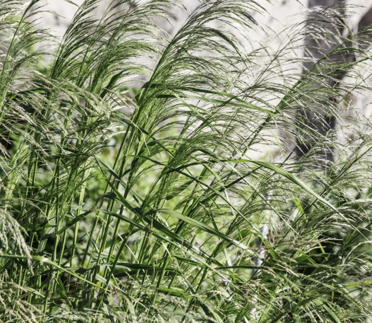 Ornamental grasses