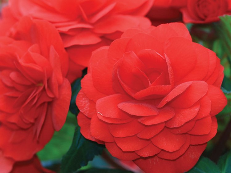 New Guinea impatiens. Photo courtesy Longfellow's Greenhouse.