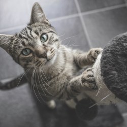 A kitty looks up while scratching a post.