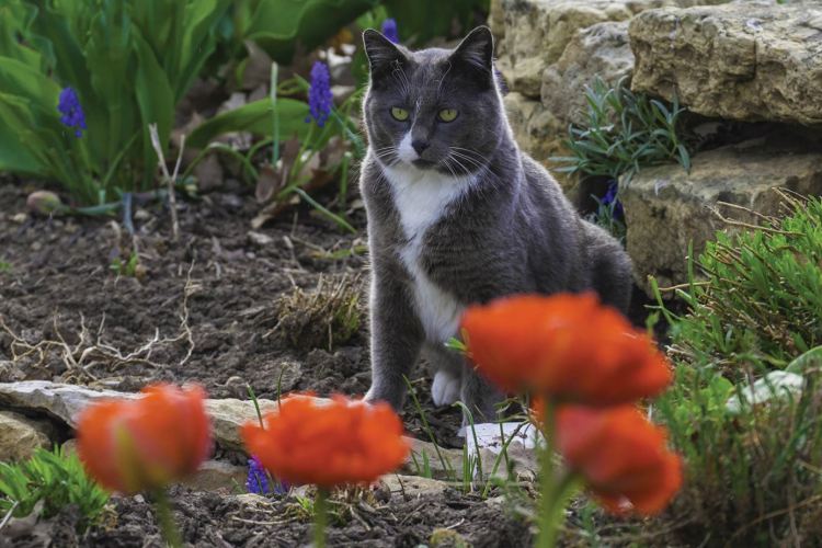 Submit your springtime pet photo.