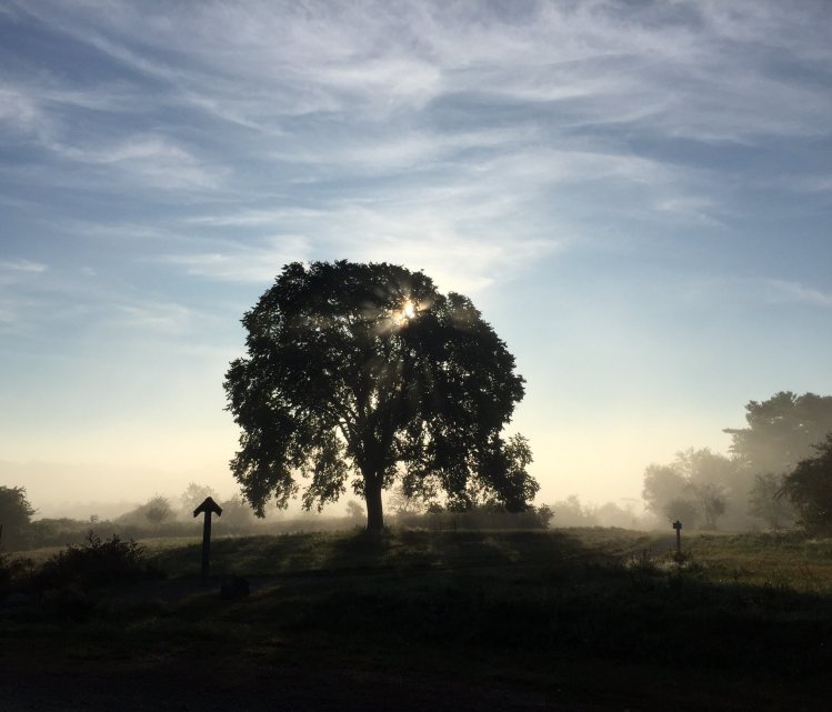 The Emerson Elm at the entrance of Pleasant Hill Preserve.