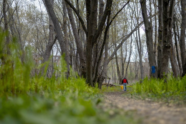 A Mainer forages for fiddleheads along the Kennebec River trail in Waterville. Botanist Arthur Haines argues that hunting and gathering are better for human health than eating cultivated plants. 