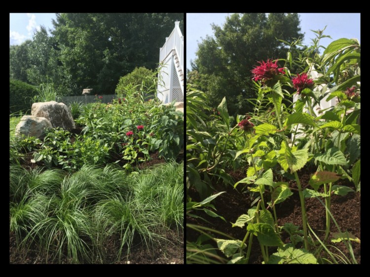 Two photos of a rain garden, with bee balm featured prominently. 