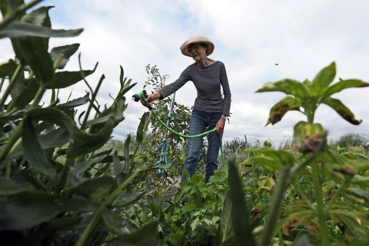 If you're going to err when watering, err on the side of overdoing it. A gardener waters her plot at North Street Community Garden in Portland last summer. 