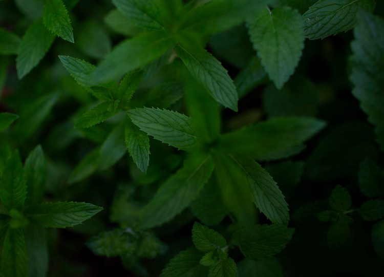 Mint grows (rapidly) in Peggy Grodinsky's garden. 