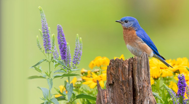 Wild Birds Unlimited can help you attract beautiful birds to your yard. Seen here: a male eastern bluebird perched on a fence post.